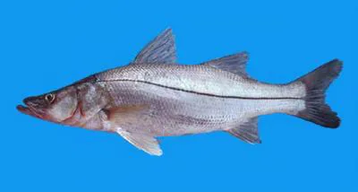 White snook (Centropomus viridis)