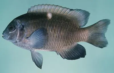 White-spot damsel (Dischistodus chrysopoecilus)