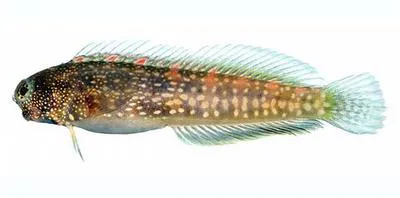 White-spotted blenny (Salarias alboguttatus)