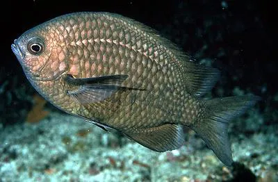 White-spotted chromis (Chromis albomaculata)