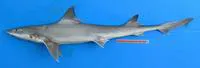 White-spotted gummy shark (Mustelus stevensi)