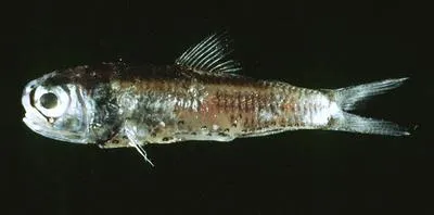 White-spotted lantern fish (Diaphus rafinesquii)