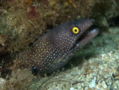 White-spotted moray (Muraena argus)
