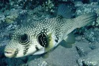 White-spotted puffer (Arothron hispidus)