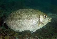 White-spotted spinefoot (Siganus canaliculatus)
