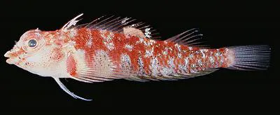 White-spotted triplefin (Enneapterygius triserialis)