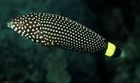 White-spotted wrasse (Anampses melanurus)