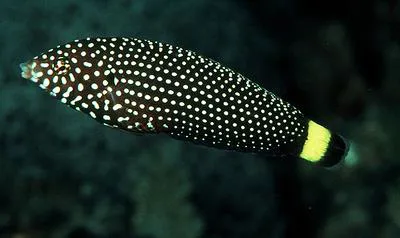 White-spotted wrasse (Anampses melanurus)