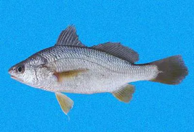 White stardrum (Stellifer fuerthii)