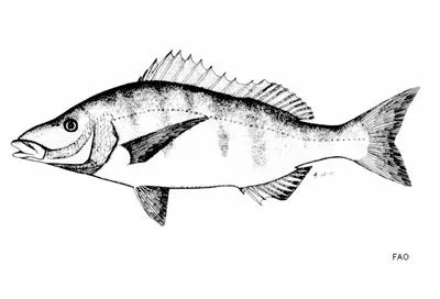 White steenbras (Lithognathus lithognathus)