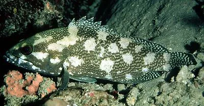 White-streaked grouper (Epinephelus ongus)