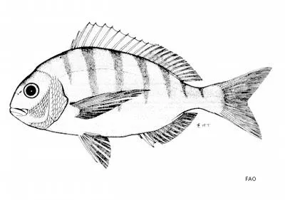 White stumpnose (Rhabdosargus globiceps)