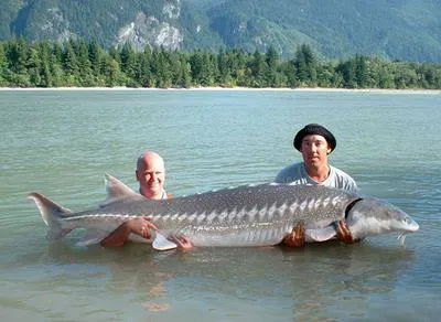 White sturgeon (Acipenser transmontanus)