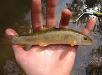 White sucker (Catostomus commersonii)