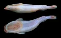 White suckerfish (Remora albescens)
