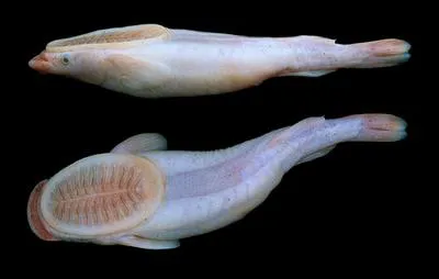 White suckerfish (Remora albescens)