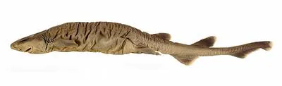 White-tip Catshark (Parmaturus albimarginatus)