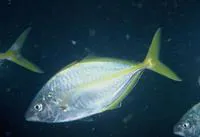 White trevally (Pseudocaranx dentex)
