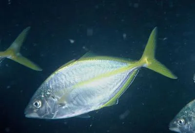 White trevally (Pseudocaranx dentex)