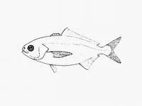 White warehou (Seriolella caerulea)