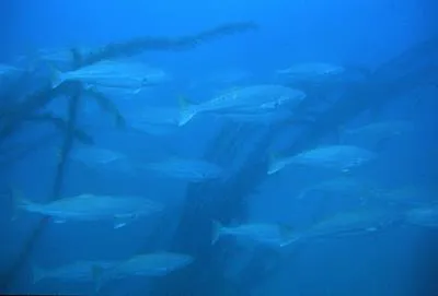 White weakfish (Atractoscion nobilis)