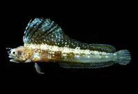 Whiteback signal blenny (Emblemaria nivipes)