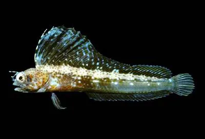 Whiteback signal blenny (Emblemaria nivipes)