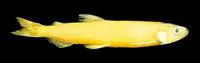 Whitebait smelt (Allosmerus elongatus)