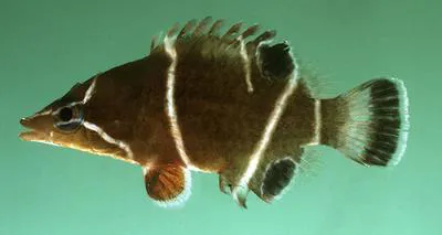Whitebanded sharpnose wrasse (Wetmorella albofasciata)