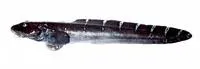 Whitebar eelpout (Lycodes albolineatus)