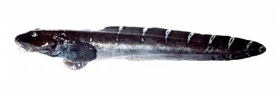 Whitebar eelpout (Lycodes albolineatus)