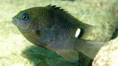 Whitebar gregory (Stegastes albifasciatus)