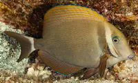 Whitebar surgeonfish (Acanthurus leucopareius)