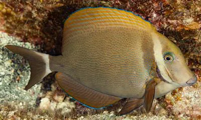 Whitebar surgeonfish (Acanthurus leucopareius)