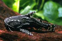 Whitebarred catfish (Agamyxis pectinifrons)
