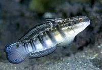 Whitebarred goby (Amblygobius phalaena)
