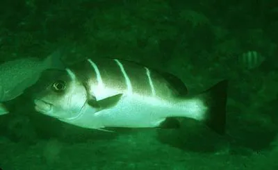 Whitebarred rubberlip (Plectorhinchus playfairi)