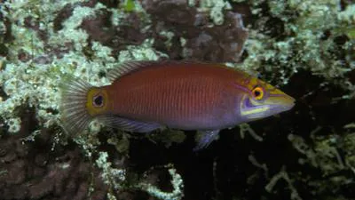 Whitebarred wrasse (Pseudocheilinus ocellatus)