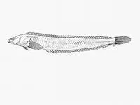 Whiteblotched klipfish (Cancelloxus elongatus)