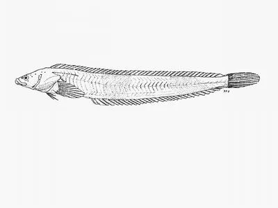 Whiteblotched klipfish (Cancelloxus elongatus)