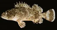Whiteblotched scorpionfish (Scorpaenopsis lactomaculata)