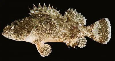 Whiteblotched scorpionfish (Scorpaenopsis lactomaculata)