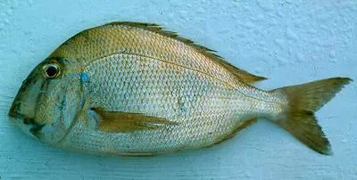 Whitebone porgy (Calamus leucosteus)