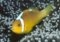 Whitebonnet anemonefish (Amphiprion leucokranos)
