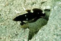 Whitecap goby (Lotilia graciliosa)