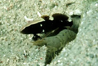 Whitecap goby (Lotilia graciliosa)