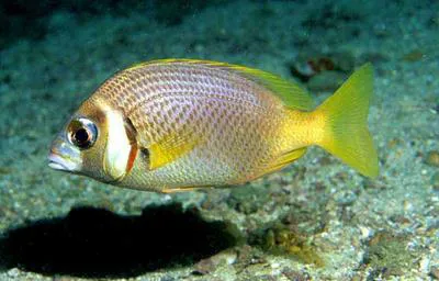 Whitecheek monocle bream (Scolopsis vosmeri)