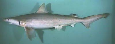 Whitecheek shark (Carcharhinus dussumieri)