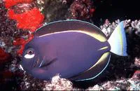 Whitecheek surgeonfish (Acanthurus nigricans)