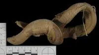 Whiteface hagfish (Myxine circifrons)